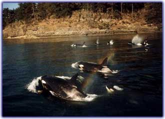 Orca Whales - BC Gulf Islands